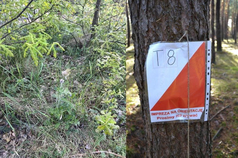 XXXVIII Lampion Ekotona 2026 w Marszach na Orientację